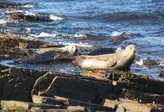 Seehunde bei St. Gills Bay