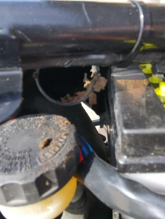 Triumph Luftfilter 3.jpg