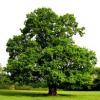 Styrian oak