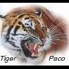 tiger-paco